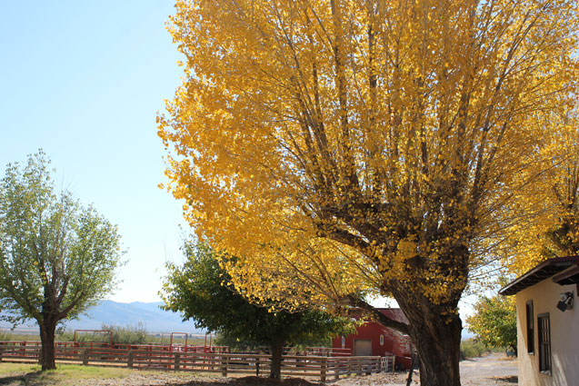 Yellow fall colors at Four Bar Cottages